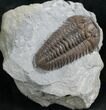 Top Quality Flexicalymene Trilobite - #8330-1